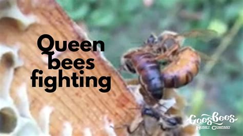 Queen Bee: The Fighting Game Where Bees Buzz and Stingers Sting!